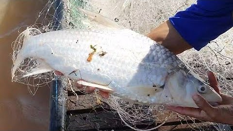 Bầy cá cóc đã sa vào lưới ngư dân sông tiền () big toad fish