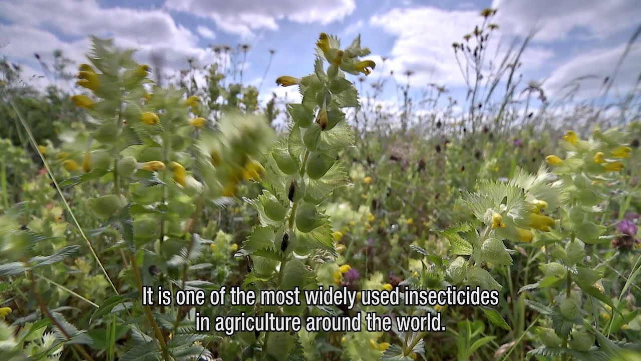 Declines in insectivorous birds associated with high neonicotinoid concentrations