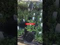 Spring Plants#garden #spring #springgarden #springstarts #nurseries