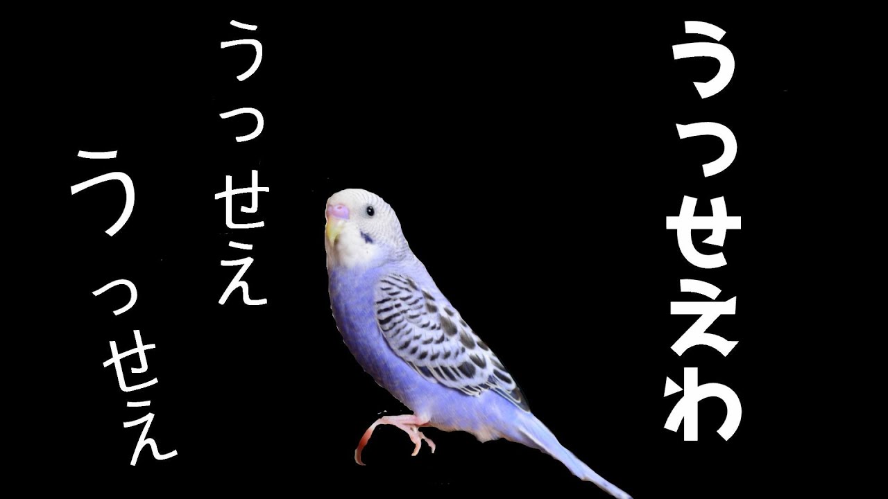 うっせぇわ をインコが歌ってみた Ado おしゃべりお喋りインコ動物ペット鳥かわいい癒し音楽曲ロック Youtube