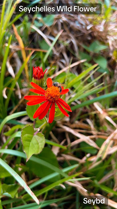 Wild flower of seychelles #dothingsyoudontwanttodo #wildlife #wildflowers #seychellestravel #travel