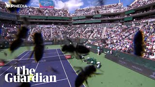 Bee invasion forces Alcaraz and Zverev off the court at Indian Wells by Guardian Sport 62,193 views 13 days ago 1 minute, 56 seconds