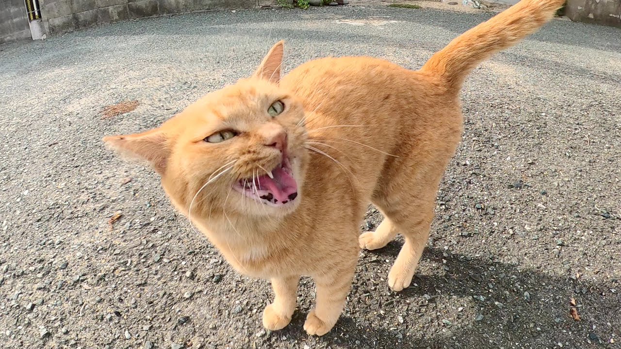 茶トラ猫が物凄く可愛い鳴き声で甘えてきた♪ かまって欲しくて堪ら