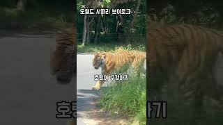 오월그 사파리 브이로그 #눌러주세용 #구독부탁합니다 #브이로그 #떡상기원 #오랜만에 #사파리#오월드#카롱이만쓸수있는태그