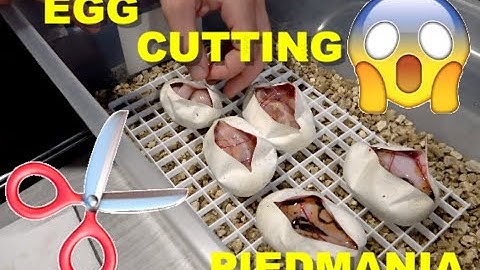 Ball Python Egg Cutting! OD YB Banana Leopard Pieds!