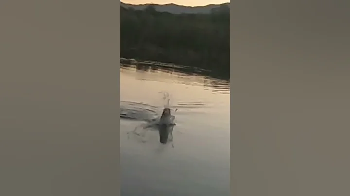 Huge Smallmouth Smashes Whopper Plopper then Spits It! *Sick*! #shorts #topwater #blowup #epicfail