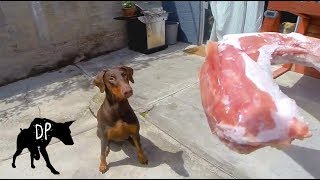 frozen turkey necks for dogs