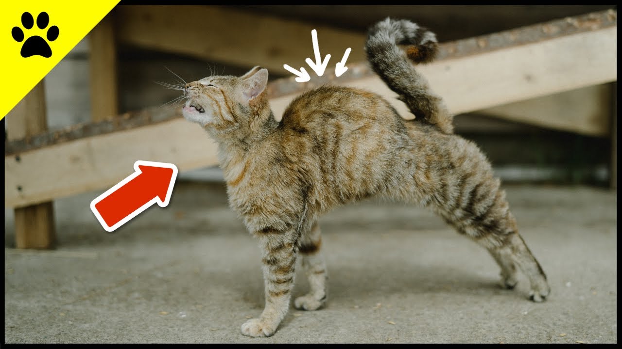 Katze Macht Buckel Und Läuft Seitlich Der WAHRE Grund, weshalb Katzen einen Buckel machen! 💡 - YouTube