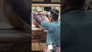 CY964HumanDNASmarterThanYuThink🦧animalsfryusciencefypmnkey
