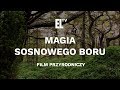 Magia sosnowego boru [Magic of the pine tree forest]