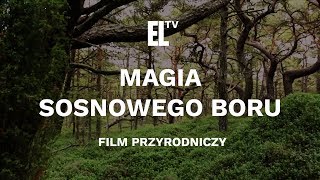 Magia sosnowego boru [Magic of the pine tree forest]