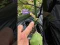 【ナス 観察】畑に植えてから11日経ったナスたちの様子!脇芽を見てみよう!2024.5.15