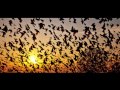 Аномалии природы .Ночь падающих птиц. Индия