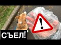 📛ОТРАВА?! Срочно веду на промывание / Сэдди снова досталось😓