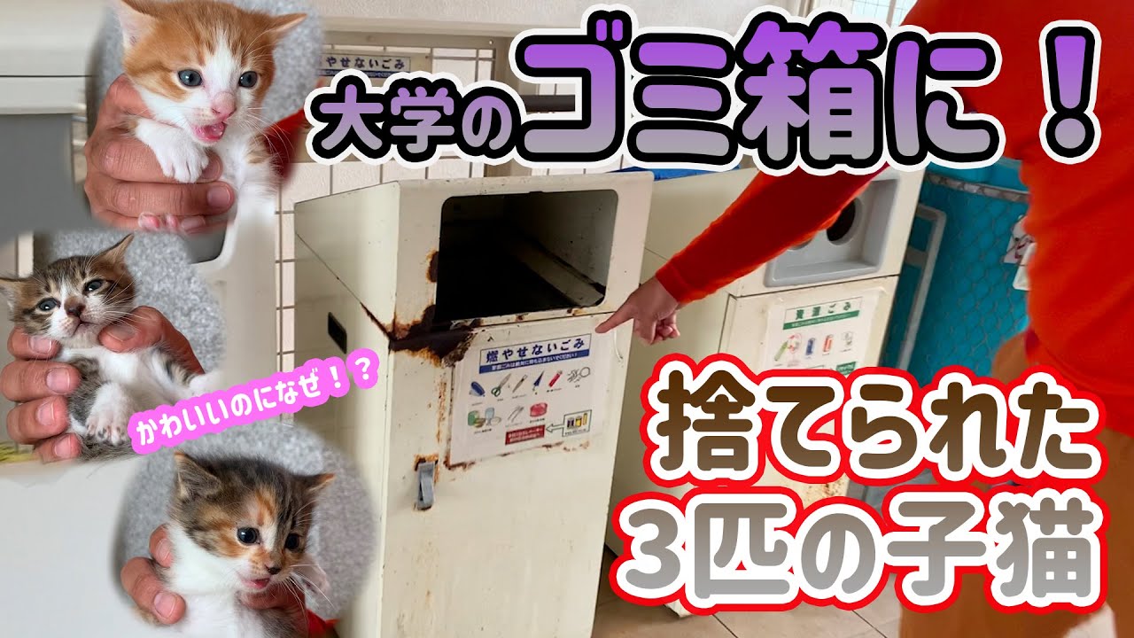 大学のごみ箱に子猫3匹 生きたまま遺棄 愛護団体代表 自分の見えない所で殺しているのと同じ まいどなニュース