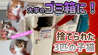 【卒業式の日に】燃やせないゴミ箱の中に捨てられた３匹の子猫を保護 by プロ アニマルレスキュー隊 168,433 views 2 years ago 12 minutes, 11 seconds