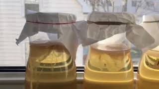 Ghost Baby SCOBYs: An Experiment pt 2