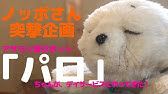 Ndソフトウェア公式 セラピーロボット パロ Youtube