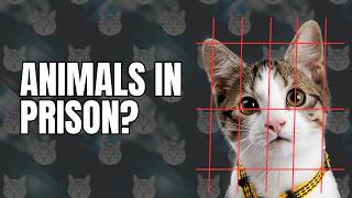 An Overview of Animal Prison Programs