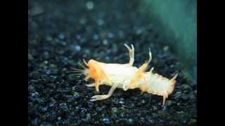 Sick Mexican Orange Dwarf Crayfish ( CPO )