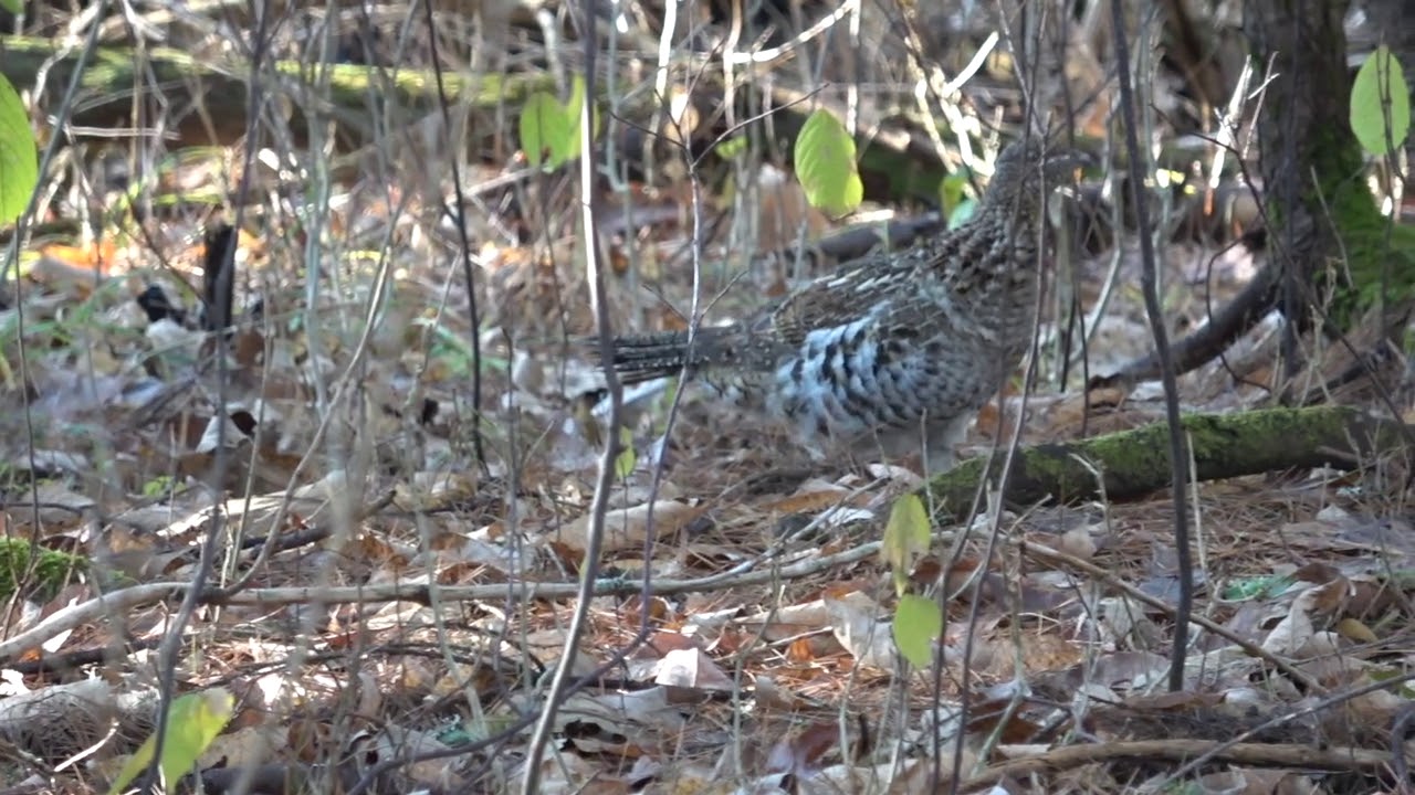 Maine spruce grouse 