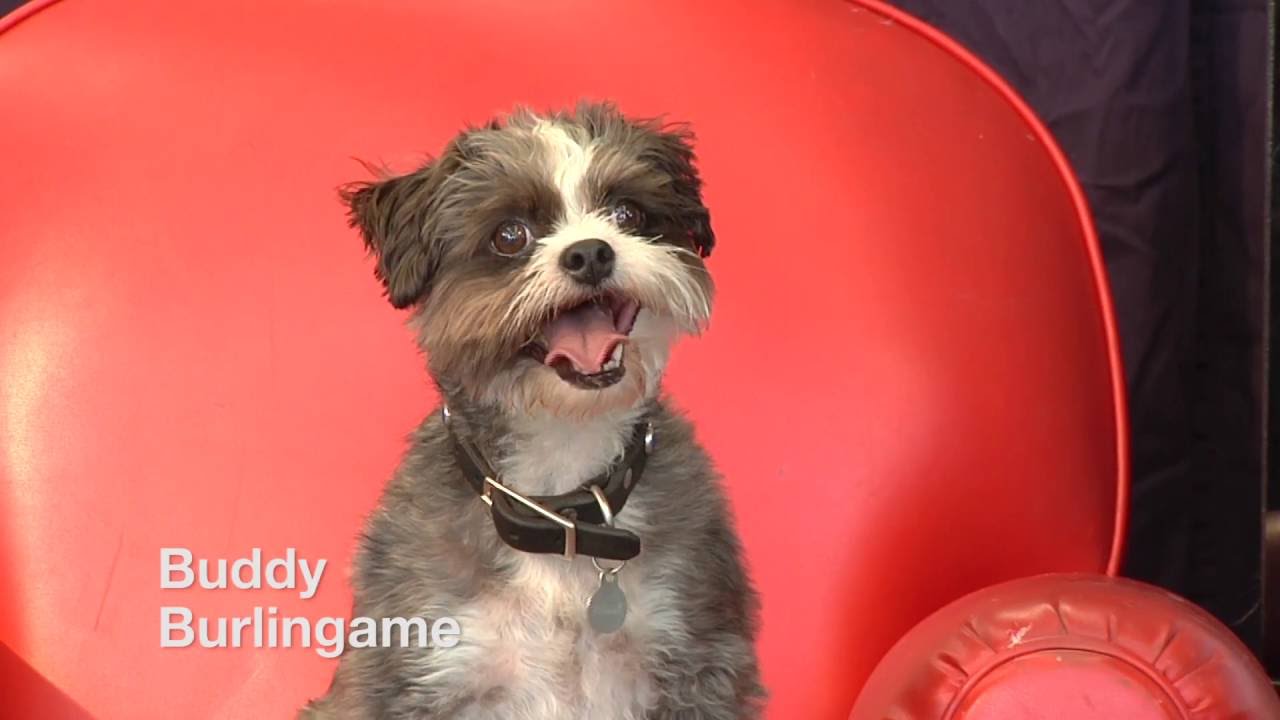 BUDDY Putnam Subaru Burlingame YouTube