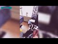 Crazy Funny Cat Fails Compilation, Absolutely hilarious