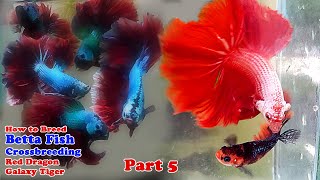 How To Breed Betta Fish | Crossbreeding Red Dragon x Galaxy Tiger (Part 5)