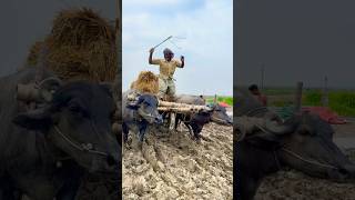 The Battle Of Crops On The Muddy Road  The Struggle Of Farmers On A Rainy Day