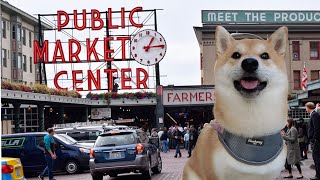 Shiba Inu's Trip to the United States