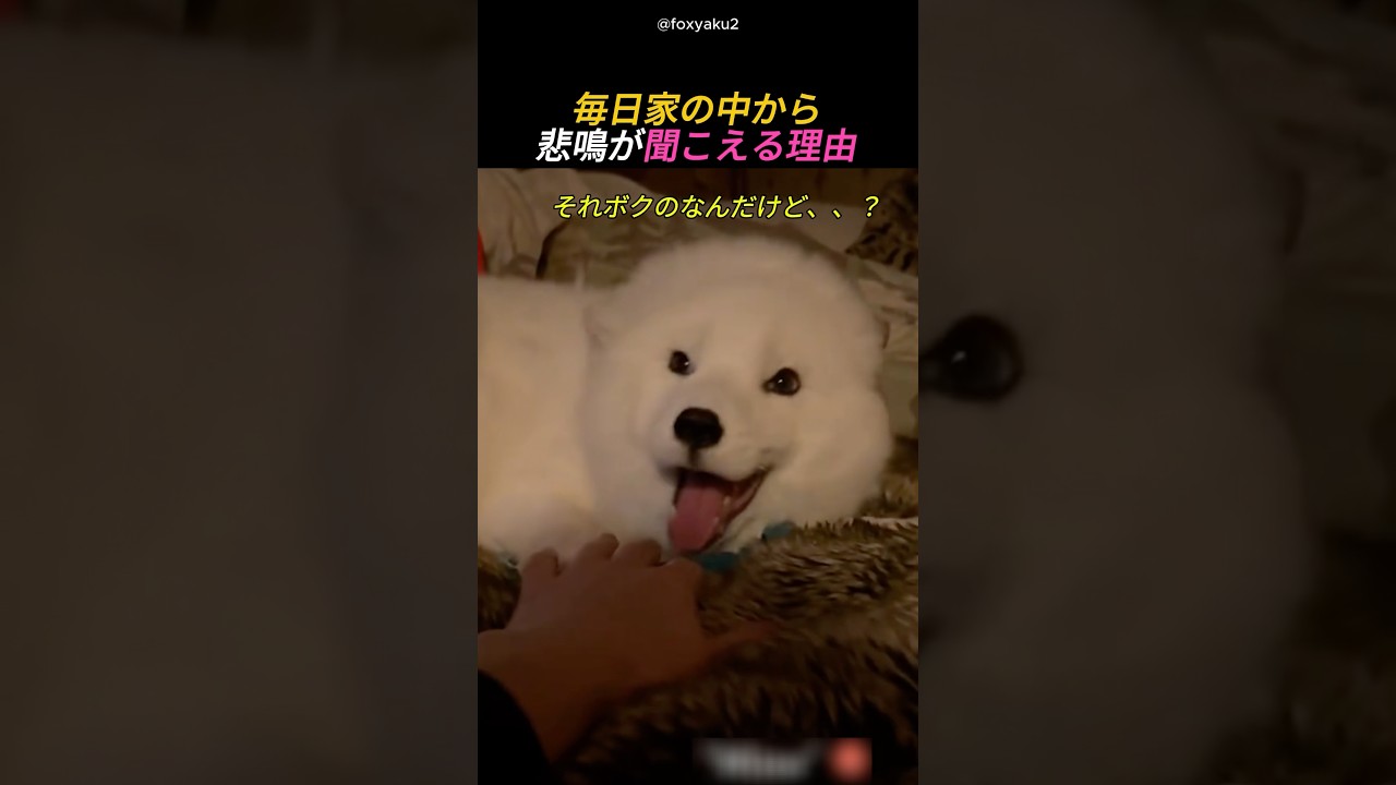 毎日家の中から悲鳴が聞こえる理由