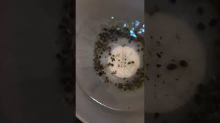 Goliath hemp CBD germination testing 2 #mtzionseedcoop