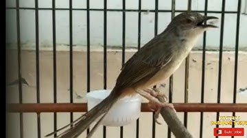 CIBLEK GUNUNG GACOR NGEBREN UNTUK MASTERAN!