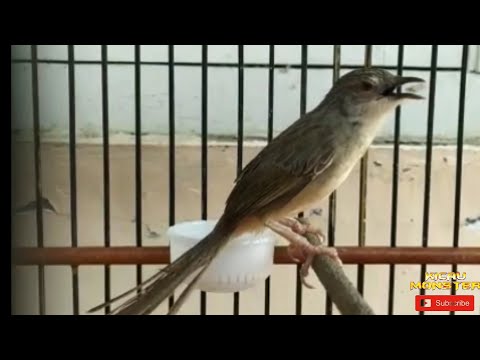 CIBLEK GUNUNG GACOR NGEBREN UNTUK MASTERAN!