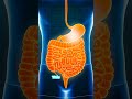 Your Gut Has a "Second Brain" 😱 (And It’s Controlling Your Mood) #guthealth #facts #microbodyscience