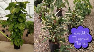 Incredible Tropical Plants at Plant Stand of AZ Come shop with me