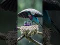 The mother bird protects the chicks during the storm. #birds  #birdsoftheworld