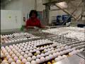 Hyde County Egg Farm Rose Acre Update