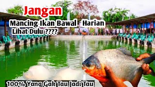 Info Terbaru][Tehnik Mancing Ikan Bawal Harian Bisa Langsung Strike