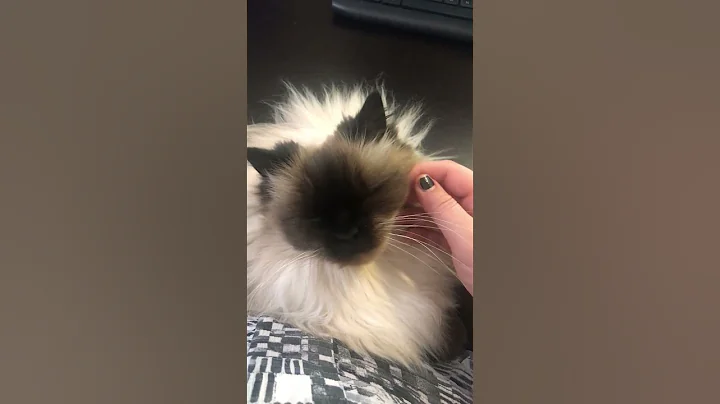 Video 11581681: himalayan cat, face pets, pets love