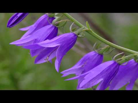 Βίντεο: Φυτά Lapageria Rosea: Συμβουλές για την καλλιέργεια Χιλιανών λουλουδιών