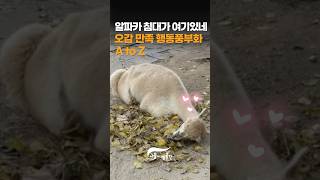 낙엽 버리지 마세요! 동물들에게 양보하세요 #서울어린이대공원 #동물썸네일