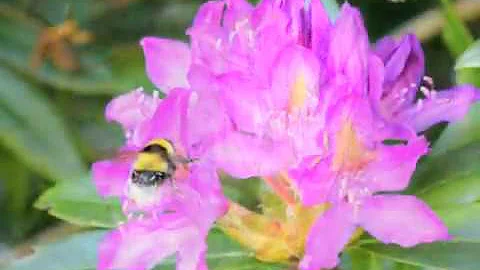 In Blessing - poem by Denise Blake