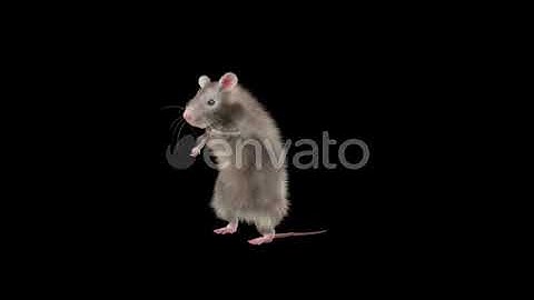 Rat Dancing Hd | Motion Graphics - Envato elements