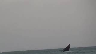 Jong 'Kuda Terbang' Pernah juara 1 Di Batam. Karya Ahmad Nawawi.SH.