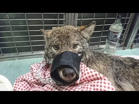 Мужчины вытащили из