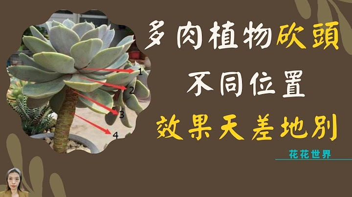 多肉植物养护|多肉植物砍头有讲究，少犯这个错误，避免砍下来的头死掉|花花世界 - 天天要闻