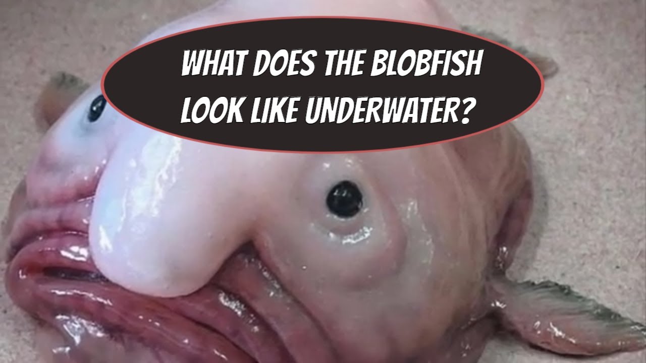 Sydney Fish expert reveals the ugly blobfish is edible and tasty