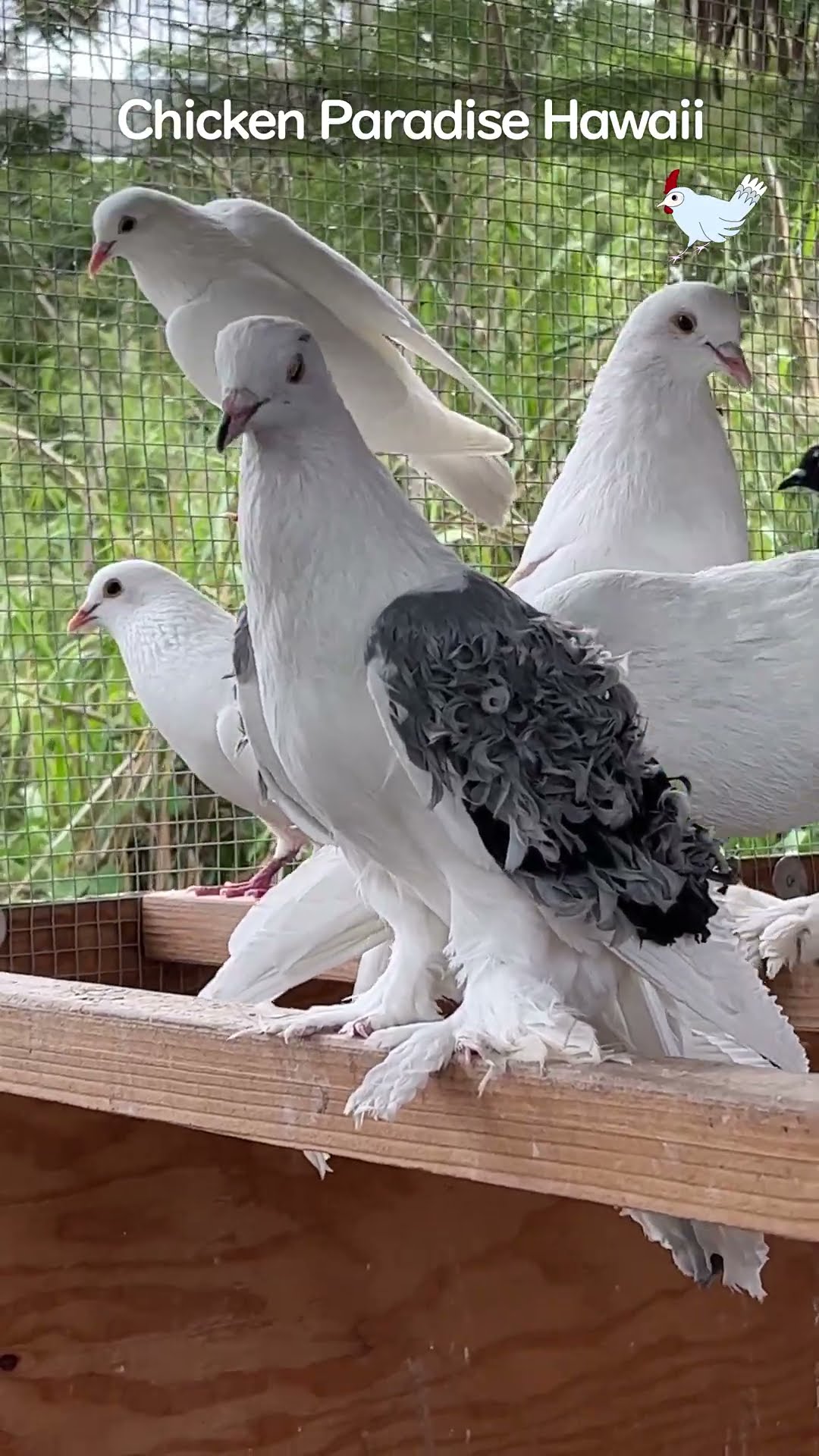 Pigeons with eyebrows