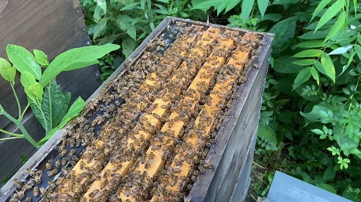 Requeening An Aggressive Colony - Be Patient